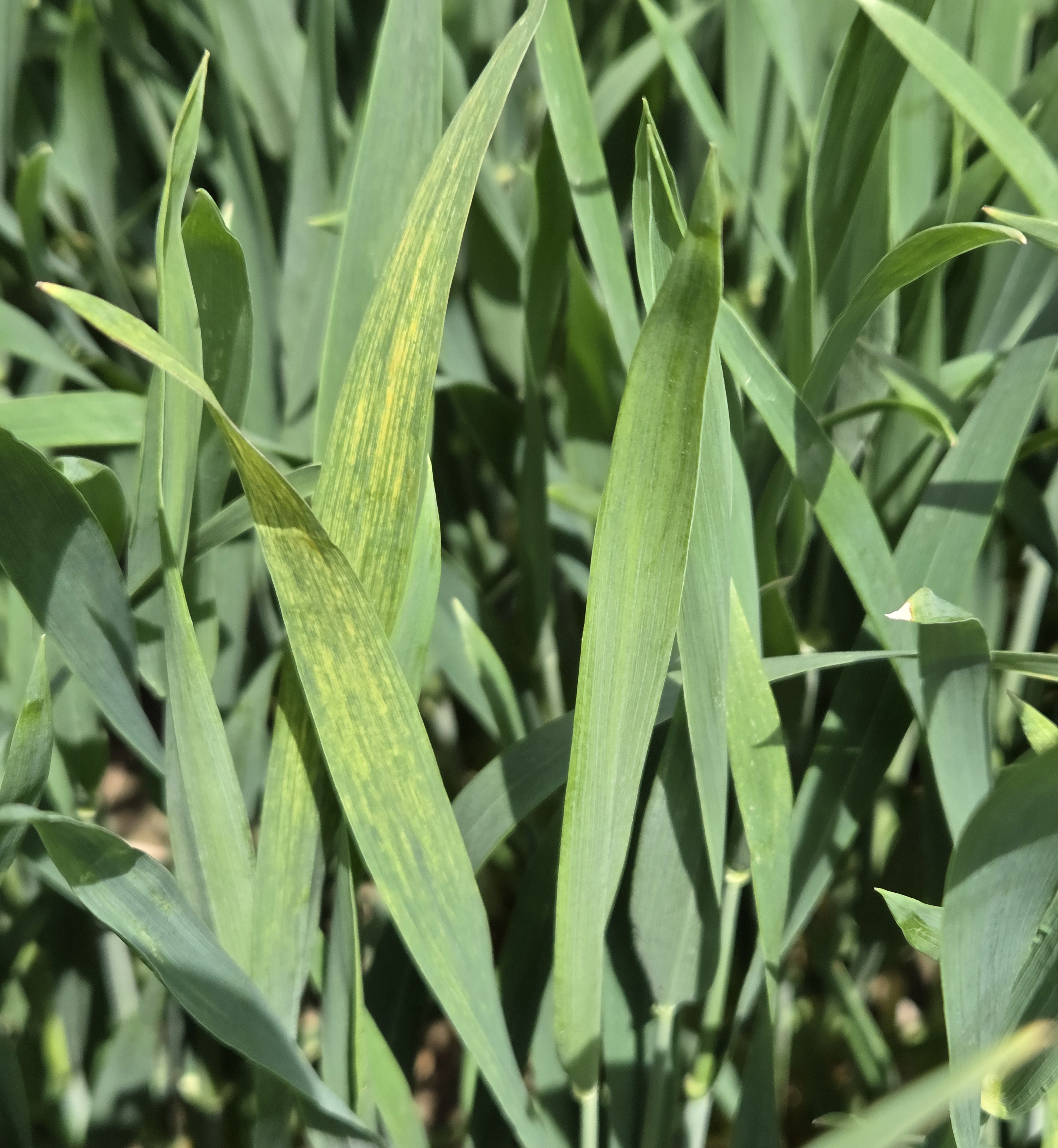 Yellow striping on a leaf plant.